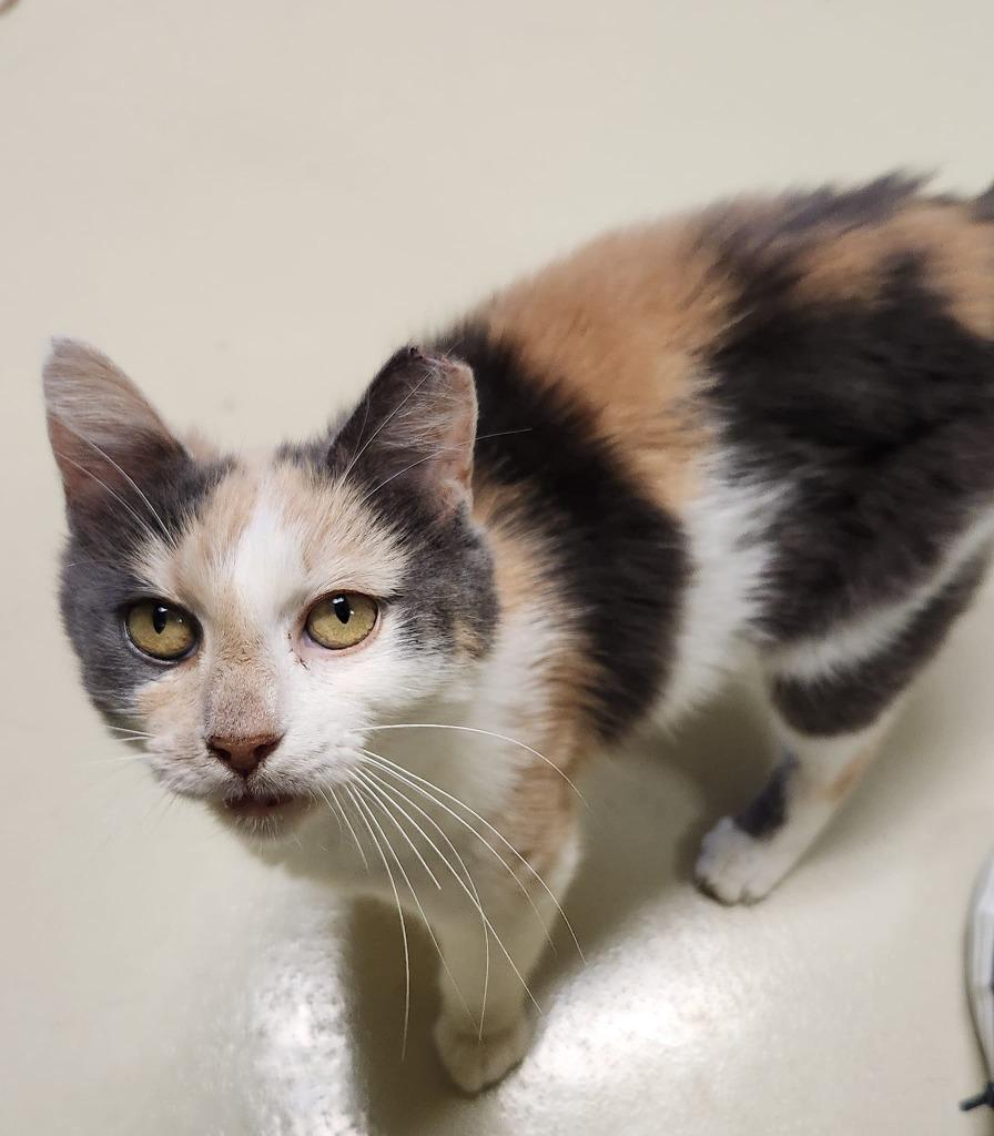 Enlarge Mary Pawpins, a Adoptable mixed breed in Hamilton, OH image 1/3