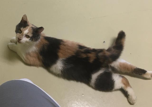 Enlarge Mary Pawpins, a Adoptable mixed breed in Hamilton, OH image 2/3