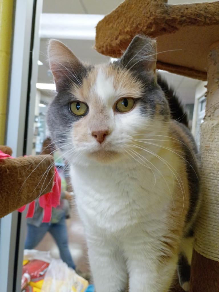 Enlarge Mary Pawpins, a Adoptable mixed breed in Hamilton, OH image 3/3