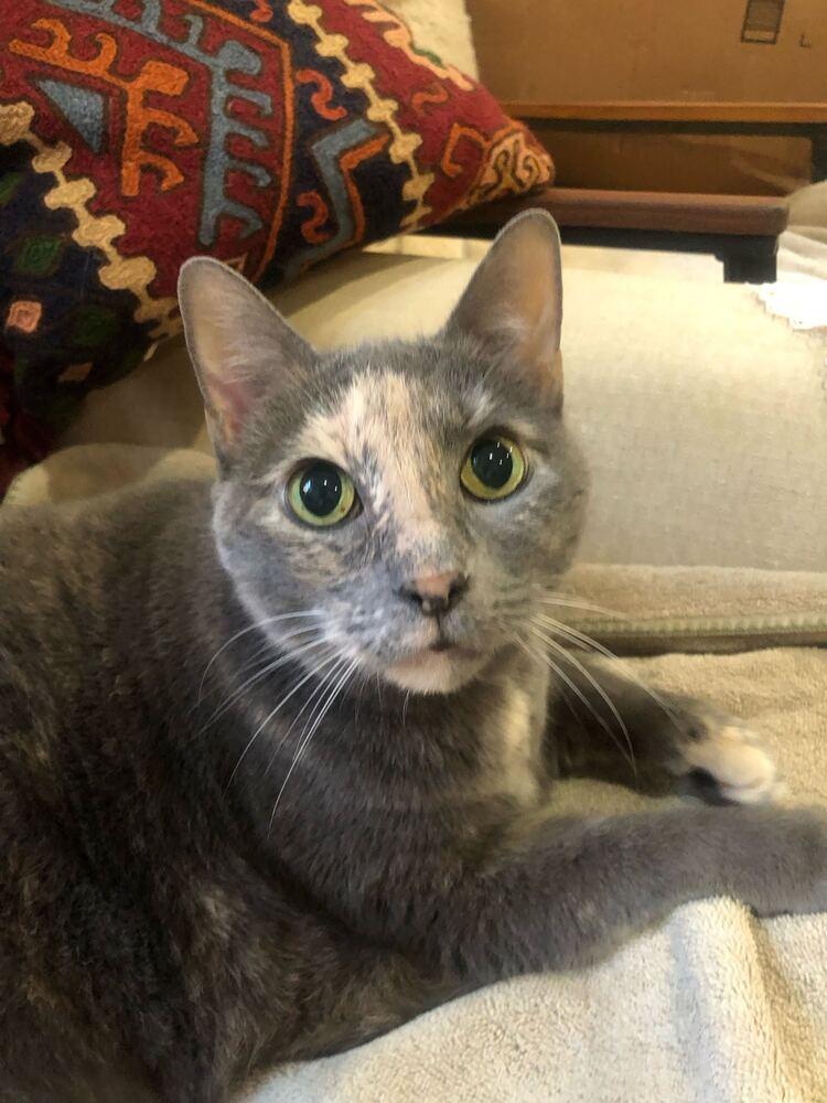 Jazmin, Adoptable, Senior Female Domestic Short Hair.