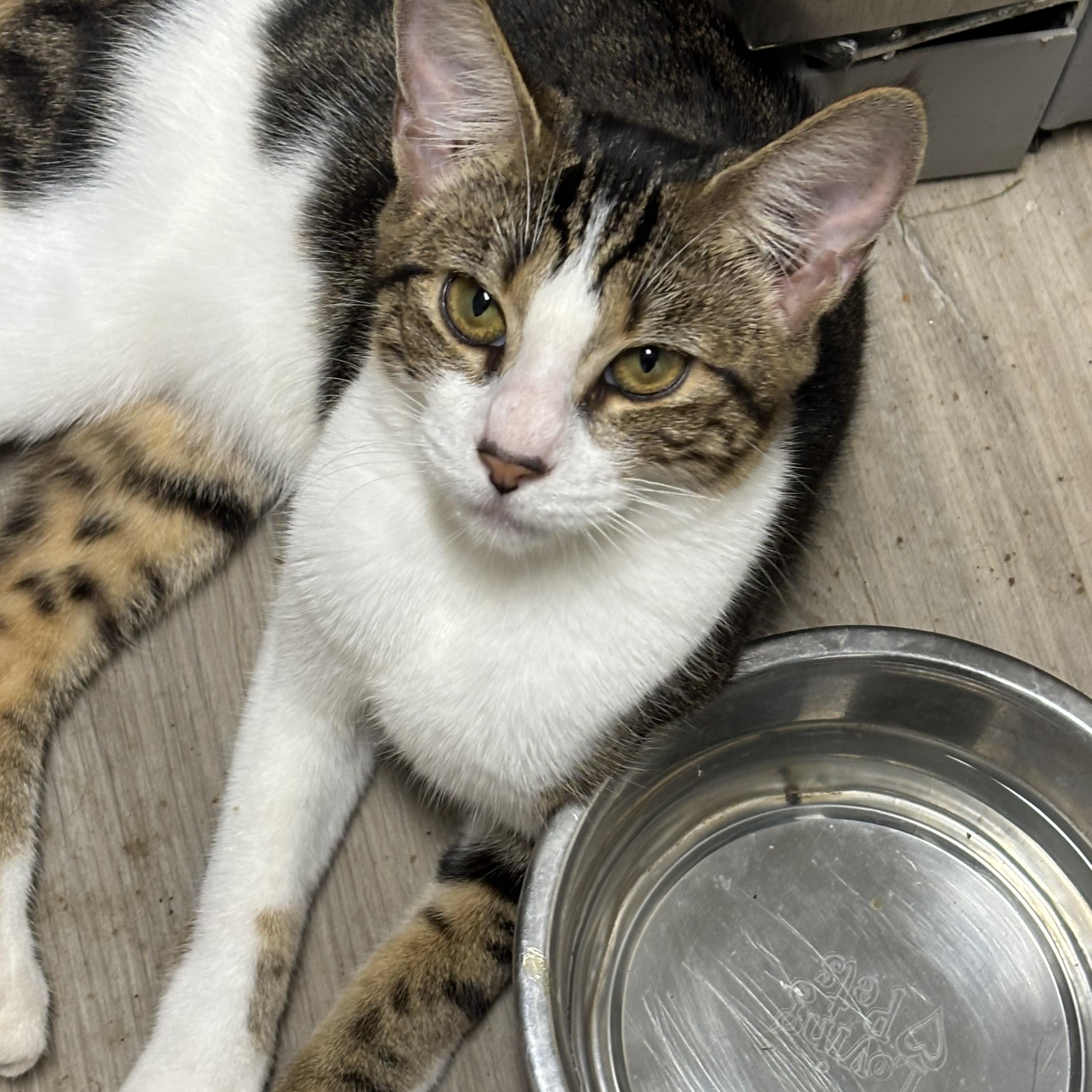 Duke, Adoptable, Kitten Male Domestic Short Hair.