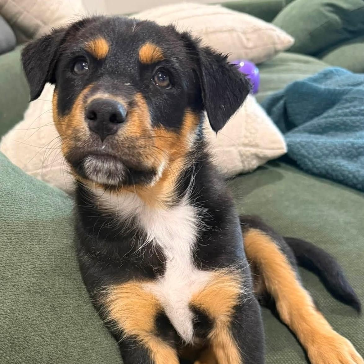 Cash, ADOPTABLE, Puppy Male Mixed Breed.