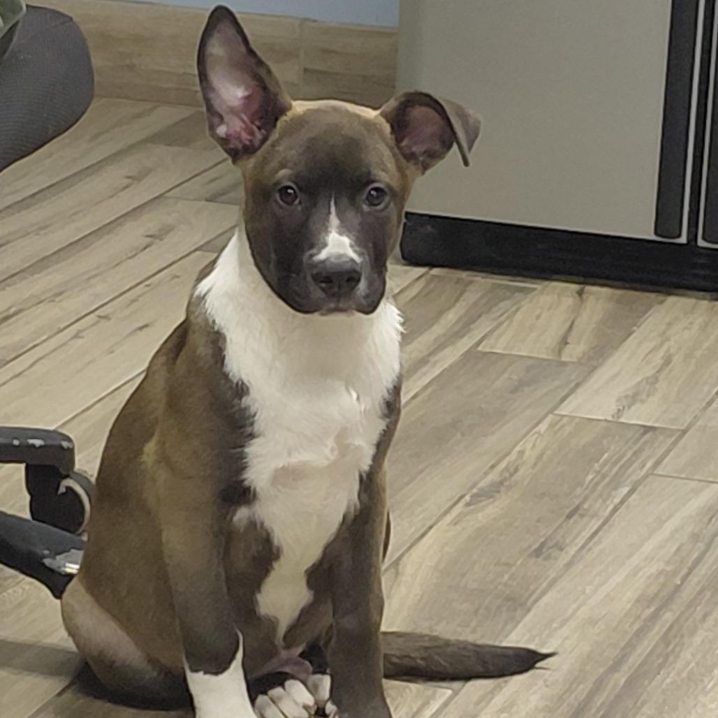 Enlarge Duke, a Adoptable Mixed Breed in Henderson, KY image 1/1