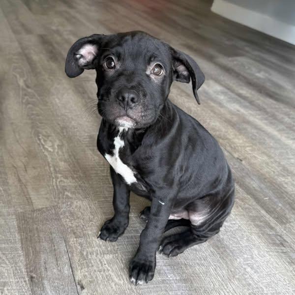 Ace (Calhoun puppy)