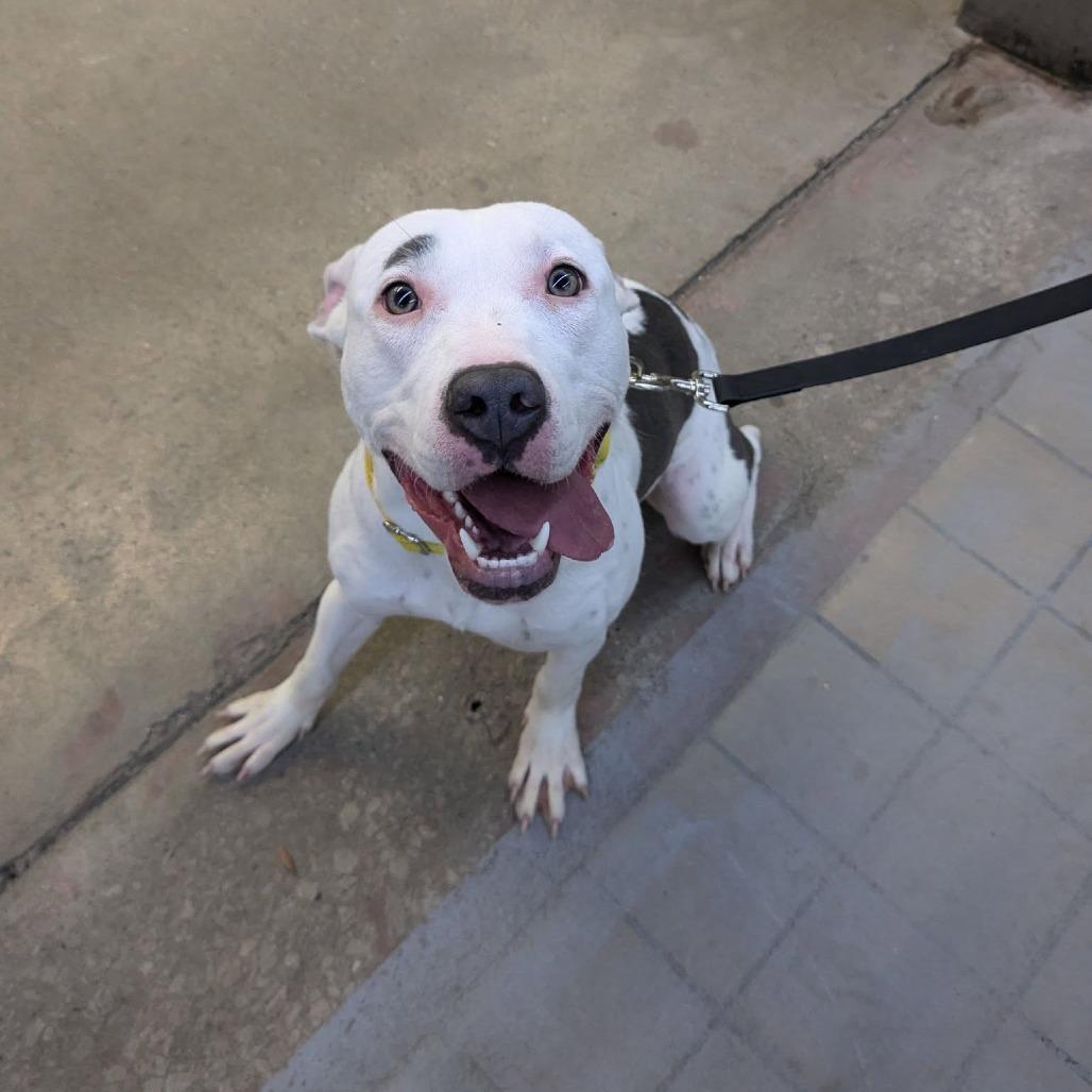 Posey, a Adoptable Pit Bull Terrier in Monroe, MI image 1/6