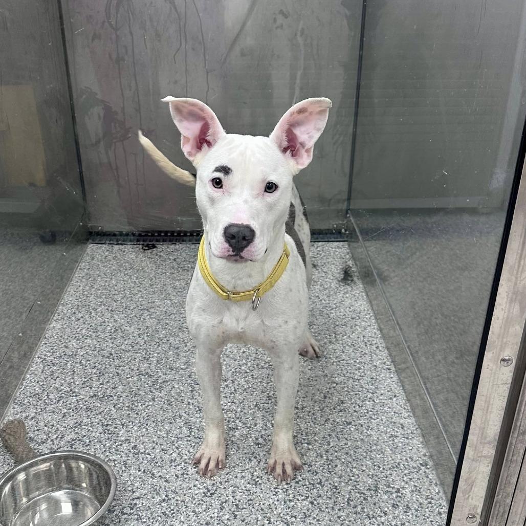 Enlarge Posey, a Adoptable Pit Bull Terrier in Monroe, MI image 1/6