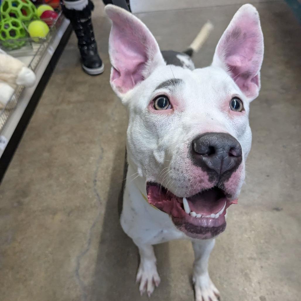 Enlarge Posey, a Adoptable Pit Bull Terrier in Monroe, MI image 2/6