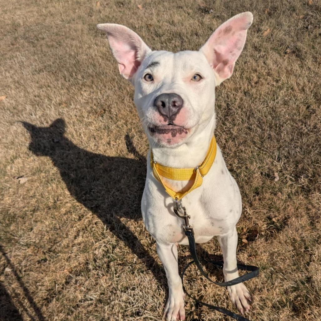 Enlarge Posey, a Adoptable Pit Bull Terrier in Monroe, MI image 3/6