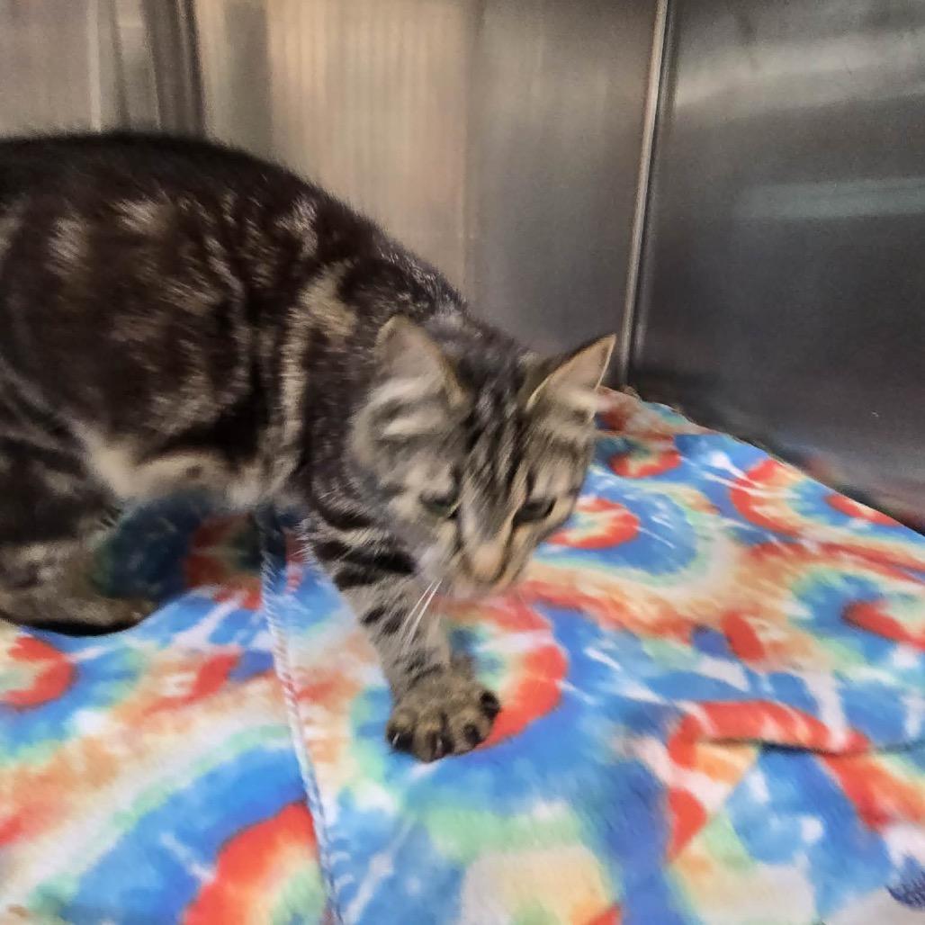 Bertha, a Adoptable Domestic Short Hair in Newport, TN image 1/2
