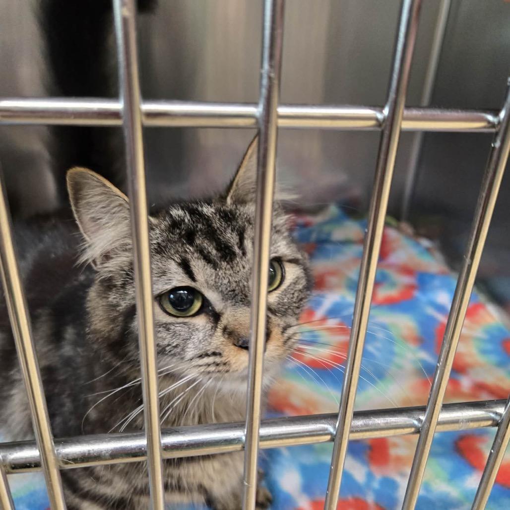 Bertha, a Adoptable Domestic Short Hair in Newport, TN image 2/2