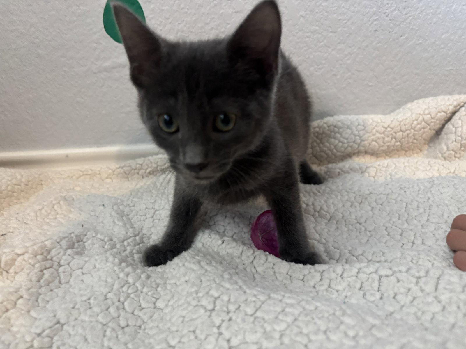 Sisu, Adopted, Kitten Male Domestic Short Hair.