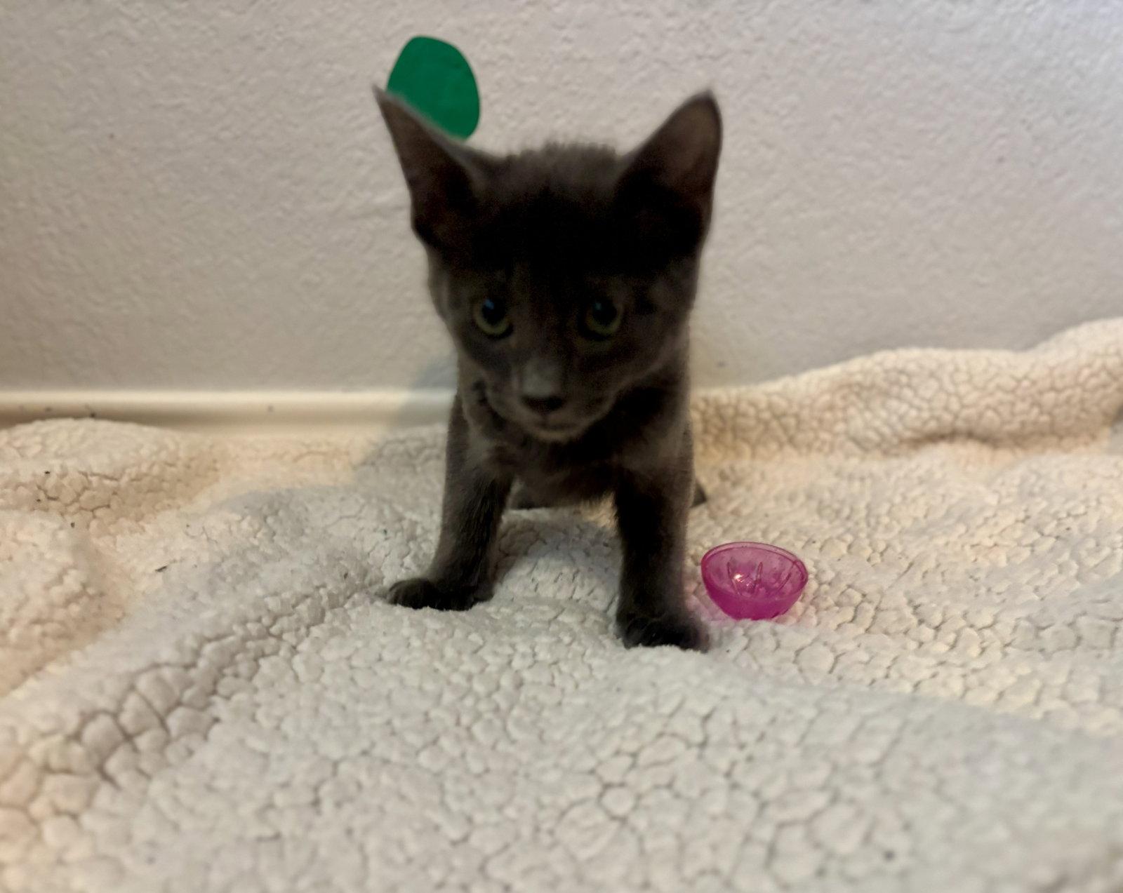 Sisu, a Adopted Domestic Short Hair in Plano, TX image 3/3