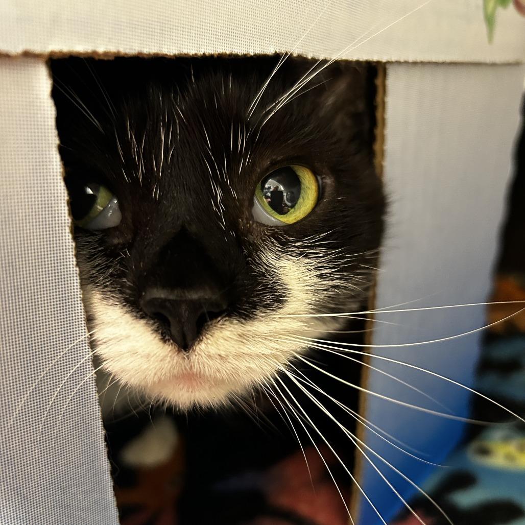 Val, Adoptable, Adult Male Domestic Short Hair.