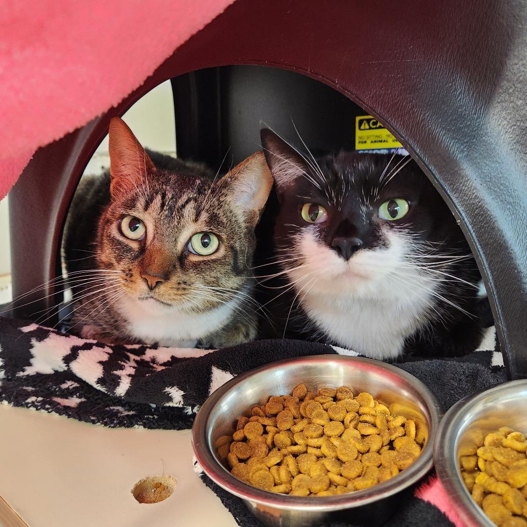 Enlarge Val, a Adoptable Domestic Short Hair in Delaware, OH image 2/2