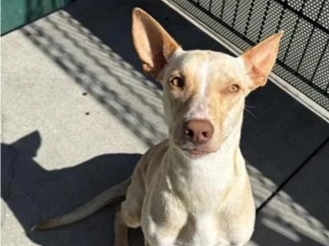 OLIVE, Adoptable, Young Female Labrador Retriever.