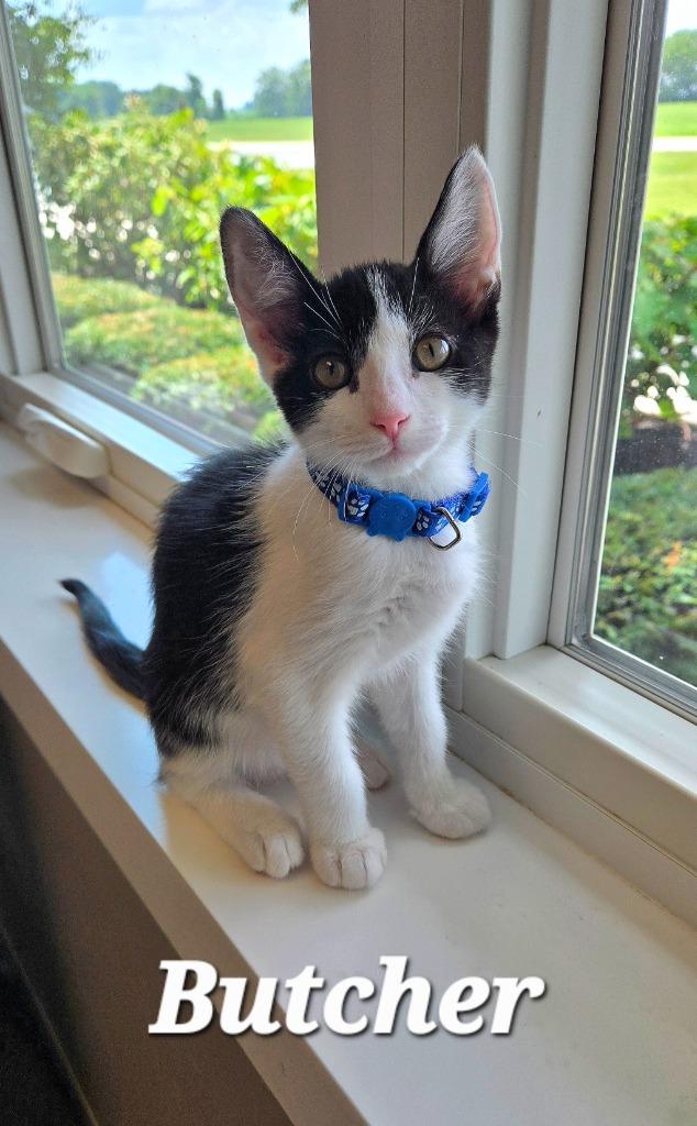 Butcher, Adoptable, Kitten Male Domestic Short Hair.