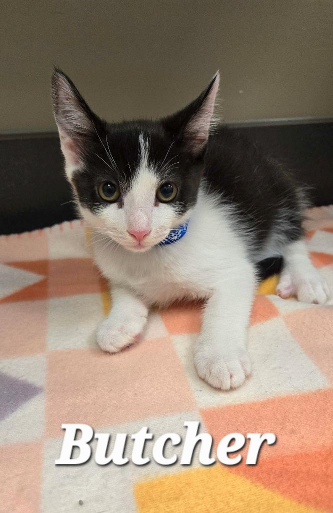 Butcher, a Adoptable mixed breed in Sidney, OH image 2/3