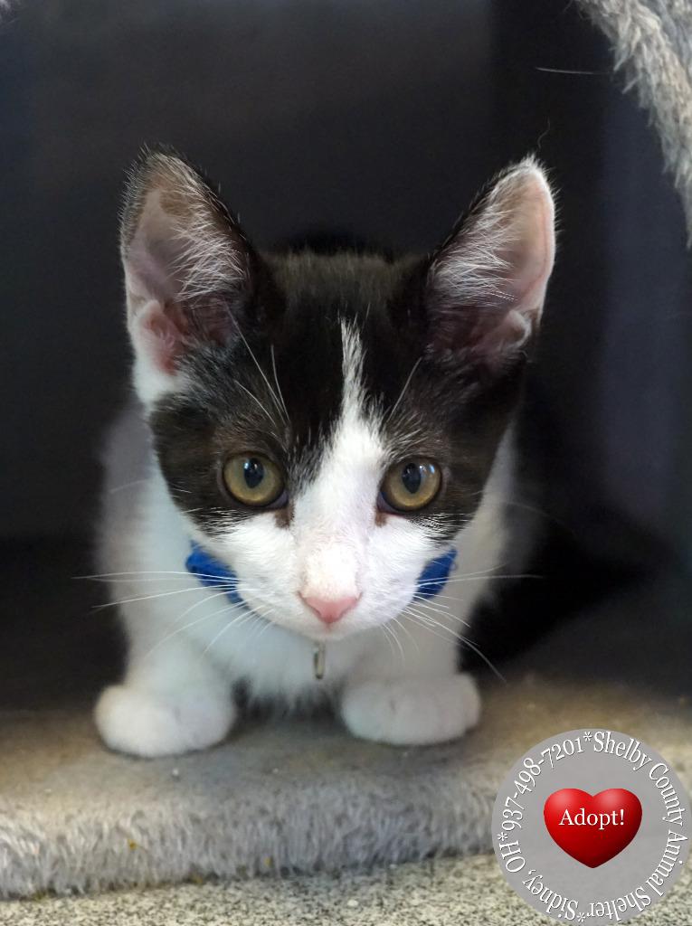 Butcher, a Adoptable mixed breed in Sidney, OH image 3/3