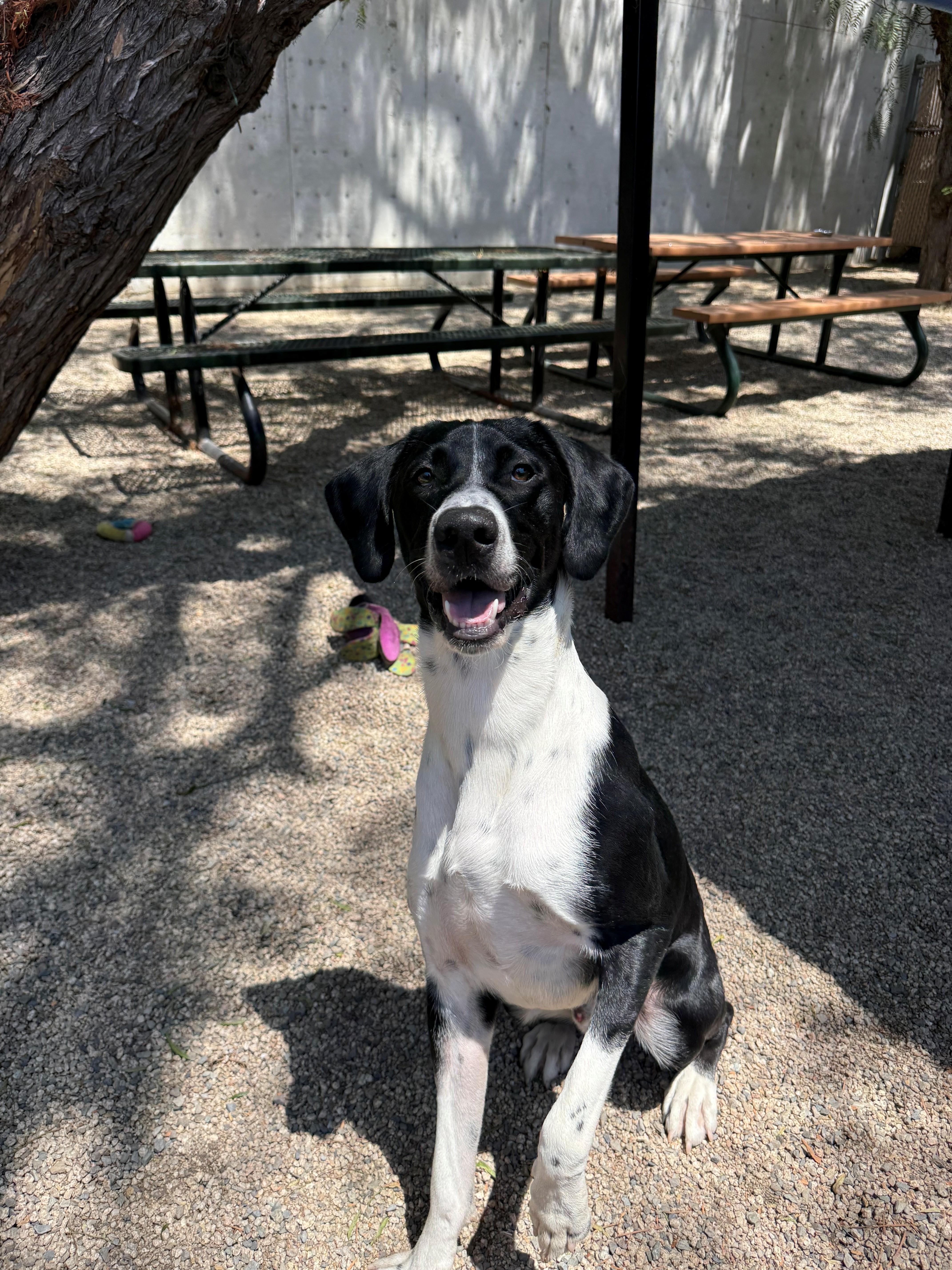 Enlarge AJ, a ADOPTABLE Pointer in Laguna Beach, CA image 1/2