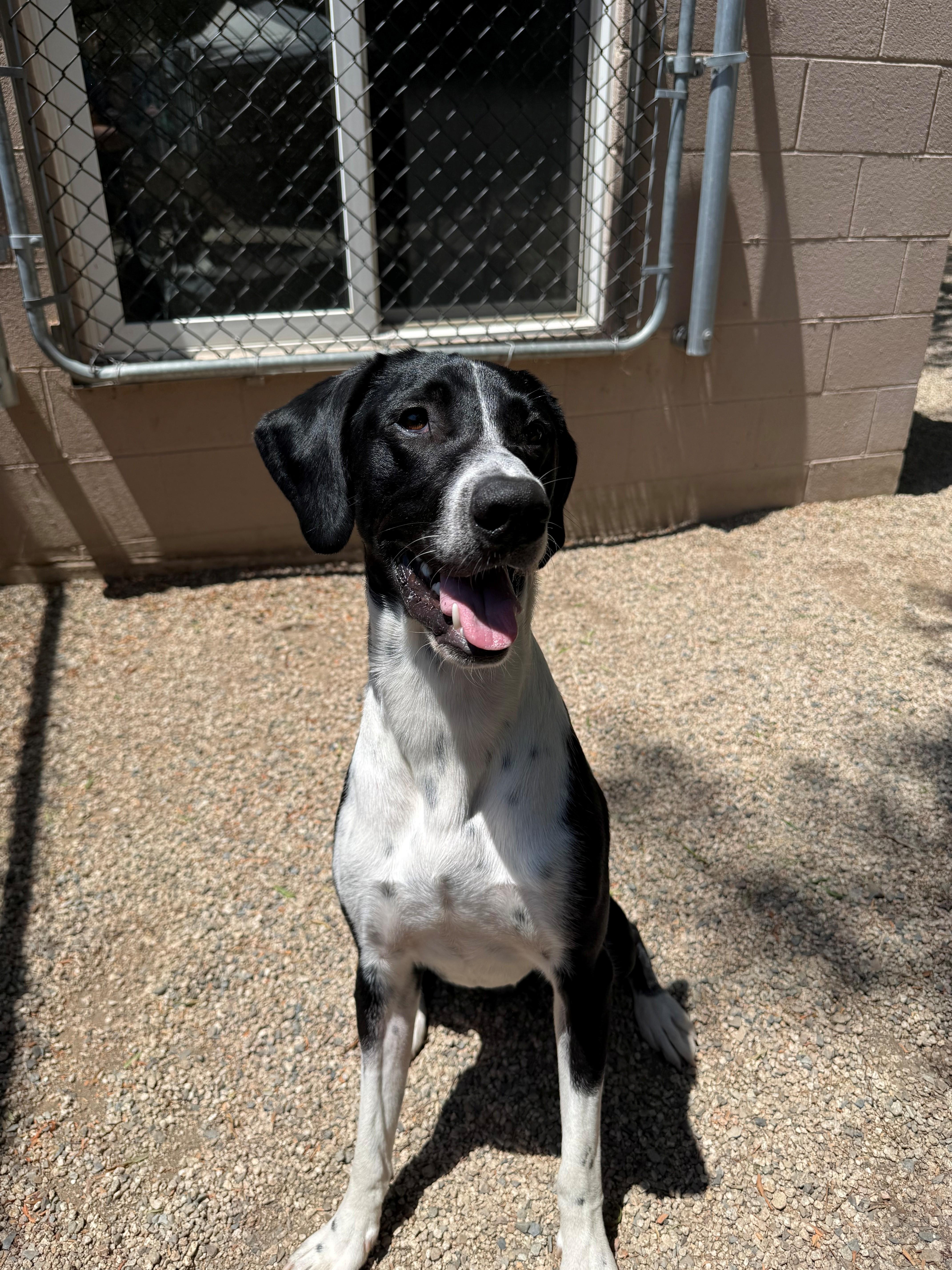 Enlarge AJ, a ADOPTABLE Pointer in Laguna Beach, CA image 2/2