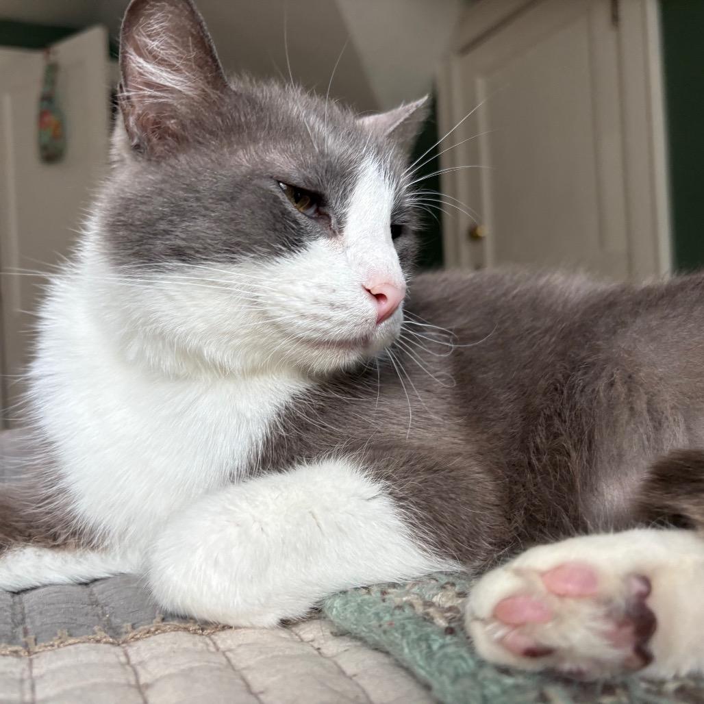 Reign, Adoptable, Senior Male Domestic Short Hair.