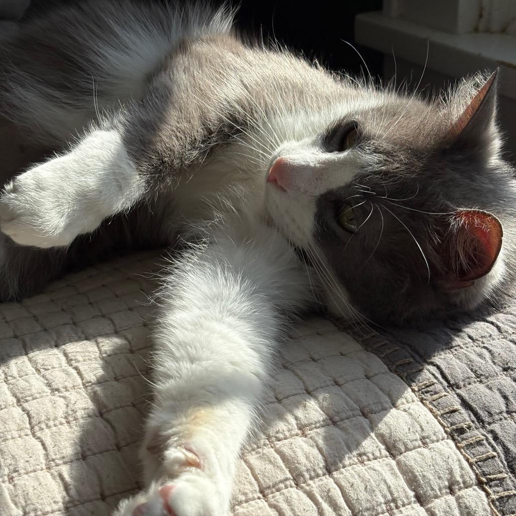 Enlarge Reign, a Adoptable Domestic Short Hair in Johnstown, PA image 3/6