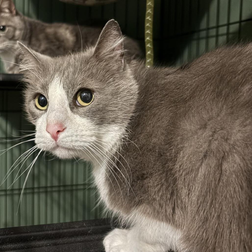Enlarge Reign, a Adoptable Domestic Short Hair in Johnstown, PA image 4/6