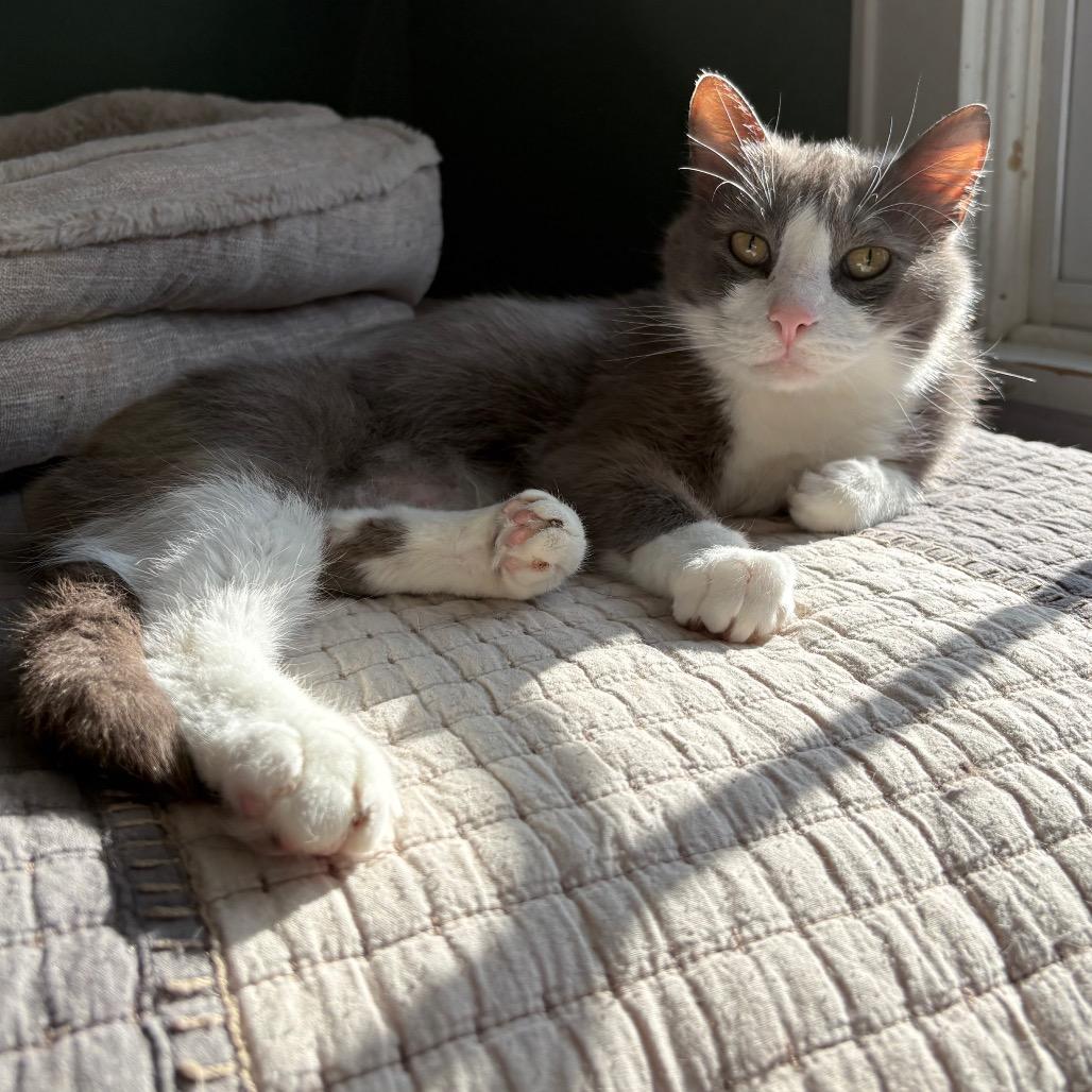 Enlarge Reign, a Adoptable Domestic Short Hair in Johnstown, PA image 5/6