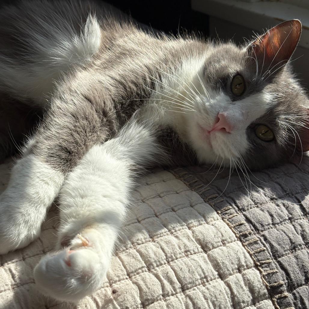 Enlarge Reign, a Adoptable Domestic Short Hair in Johnstown, PA image 6/6