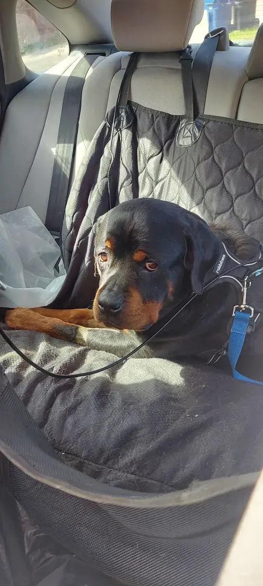 Enlarge SAGE, a ADOPTABLE Rottweiler in Polk, OH image 2/2