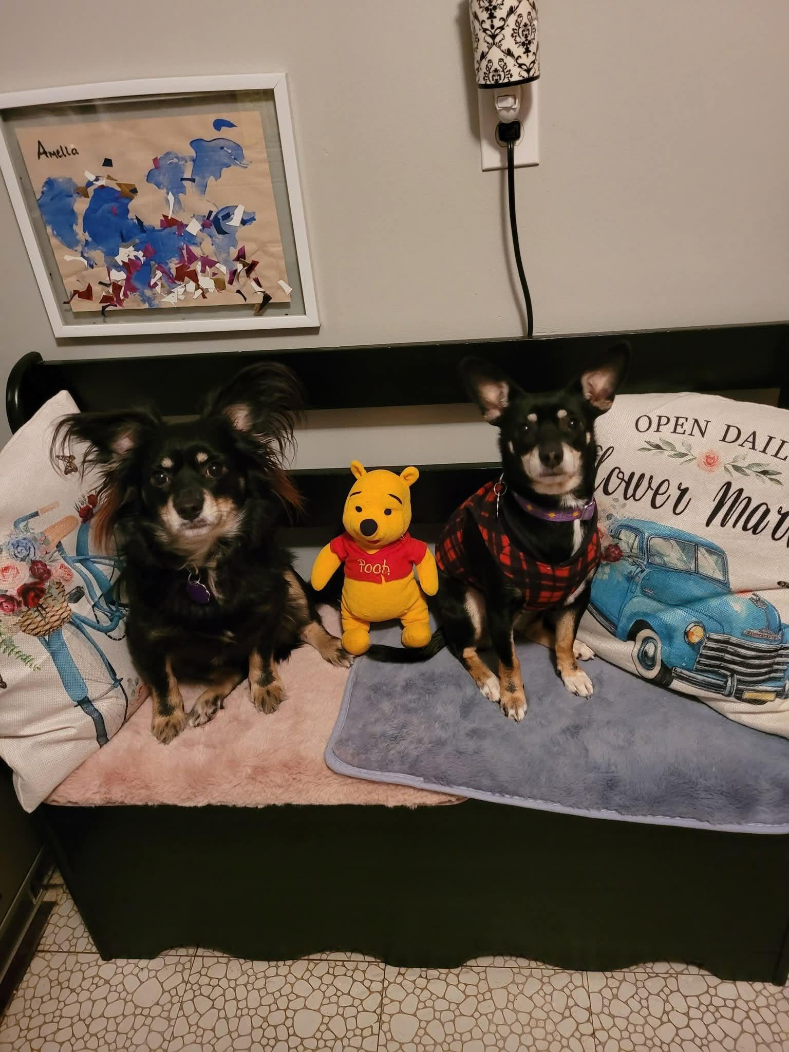 Foxy and Luna, adopted, Adult Female Chihuahua & Papillon.