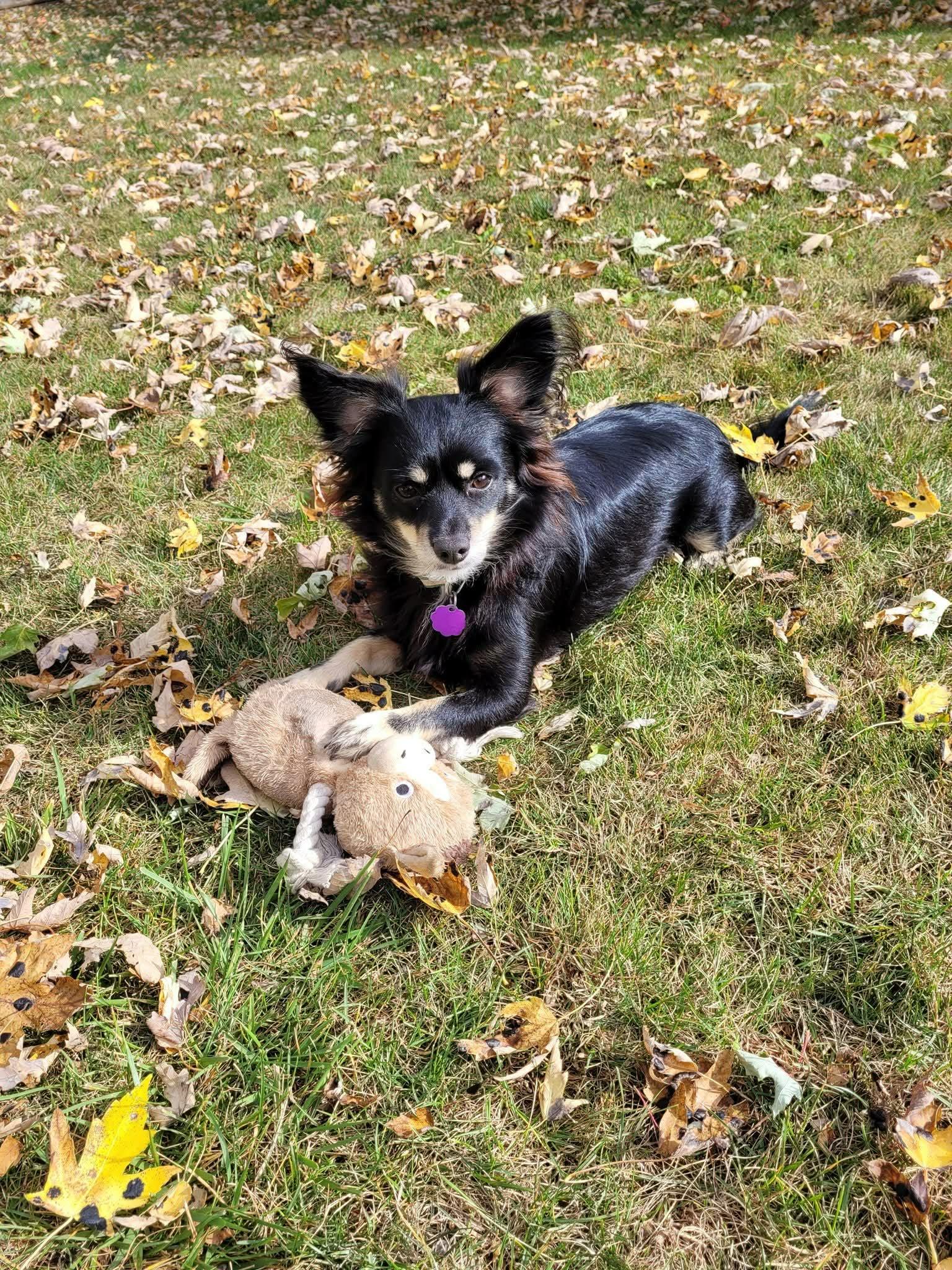 Foxy and Luna, an adopted mixed breed in Chatham, ON image 2/3