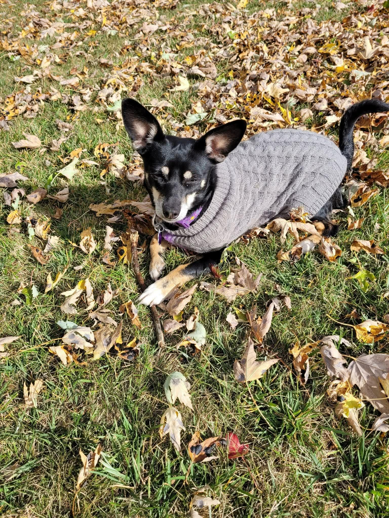 Foxy and Luna, an adopted mixed breed in Chatham, ON image 3/3