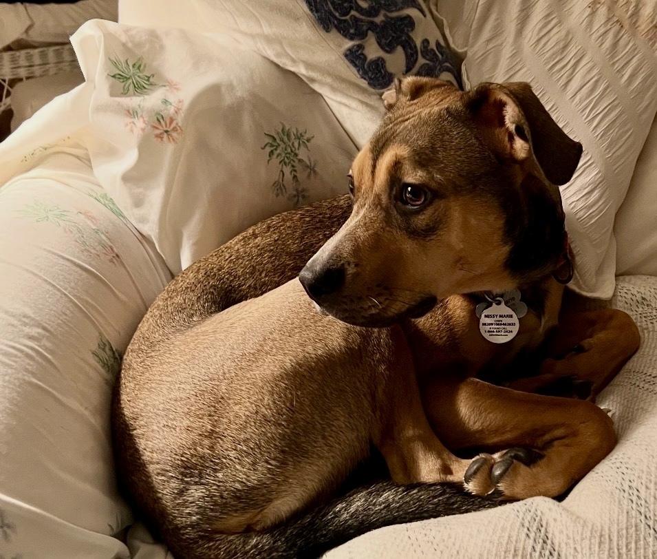 Enlarge Missy, a Adoptable mixed breed in Greenlawn, NY image 1/6