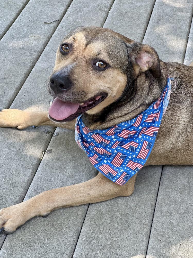 Enlarge Missy, a Adoptable mixed breed in Greenlawn, NY image 2/6