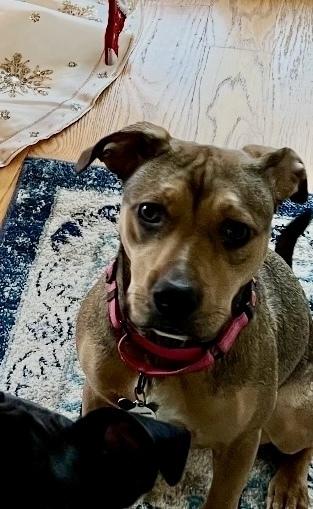 Enlarge Missy, a Adoptable mixed breed in Greenlawn, NY image 3/6