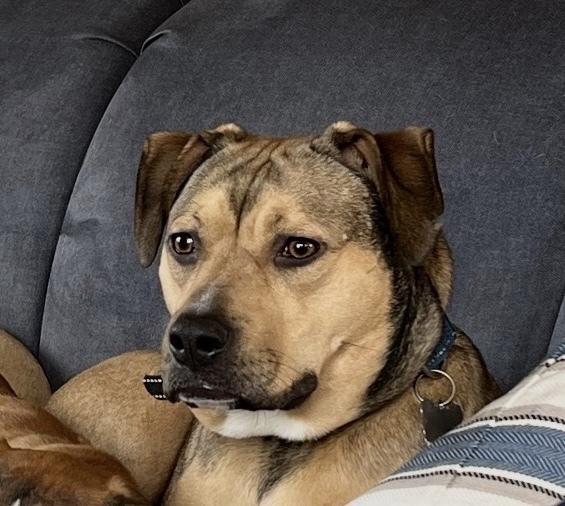 Enlarge Missy, a Adoptable mixed breed in Greenlawn, NY image 4/6