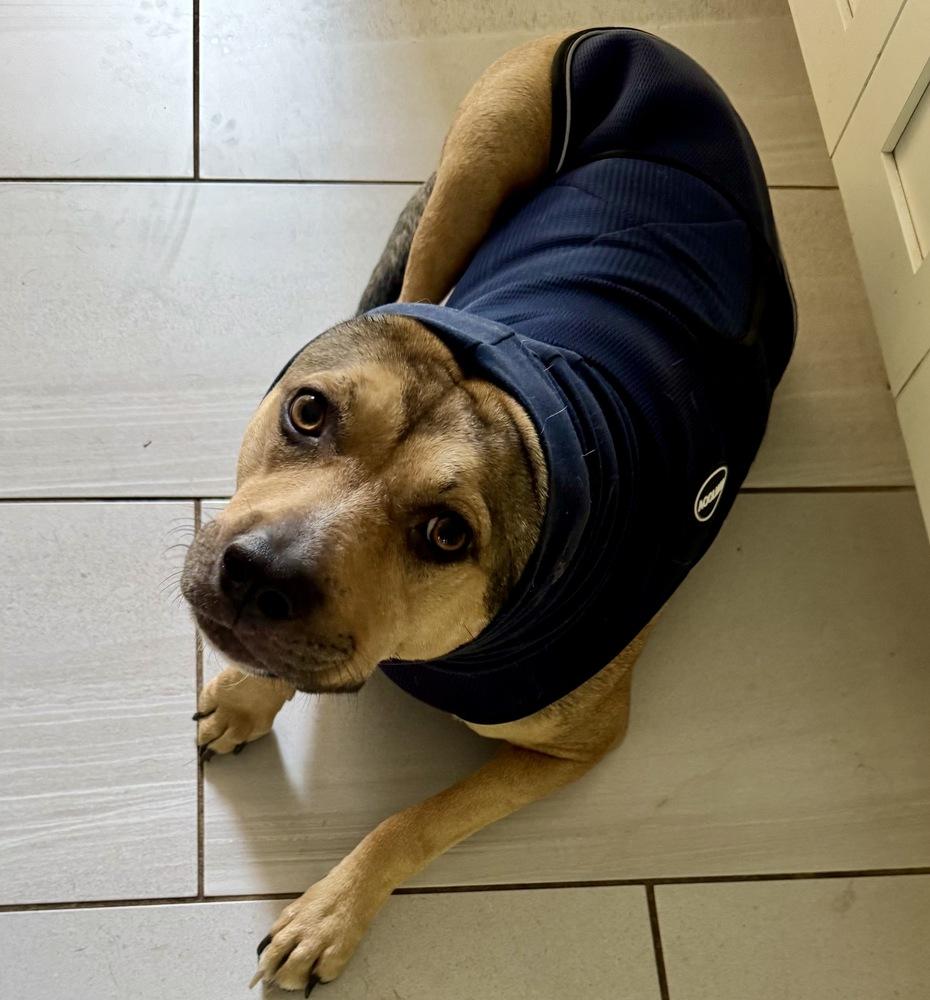 Enlarge Missy, a Adoptable mixed breed in Greenlawn, NY image 5/6