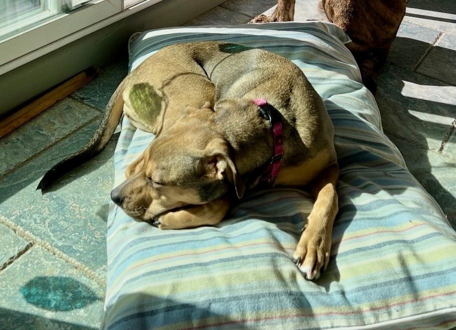 Enlarge Missy, a Adoptable mixed breed in Greenlawn, NY image 6/6