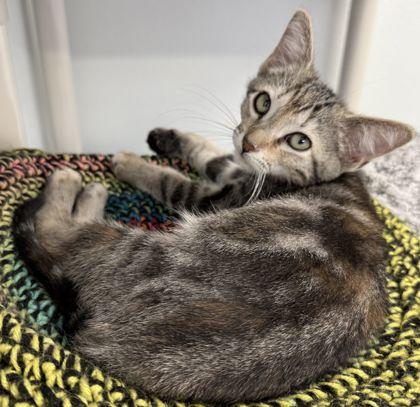 Primrose, a Adoptable mixed breed in Venice, FL image 1/3