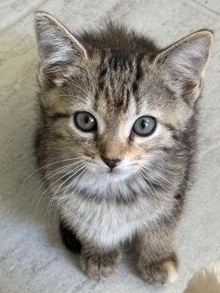Primrose, a Adoptable mixed breed in Venice, FL image 2/3