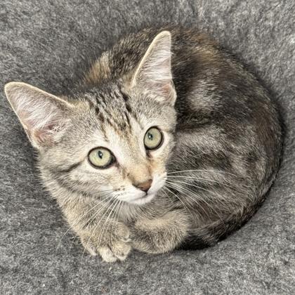 Primrose, a Adoptable mixed breed in Venice, FL image 3/3