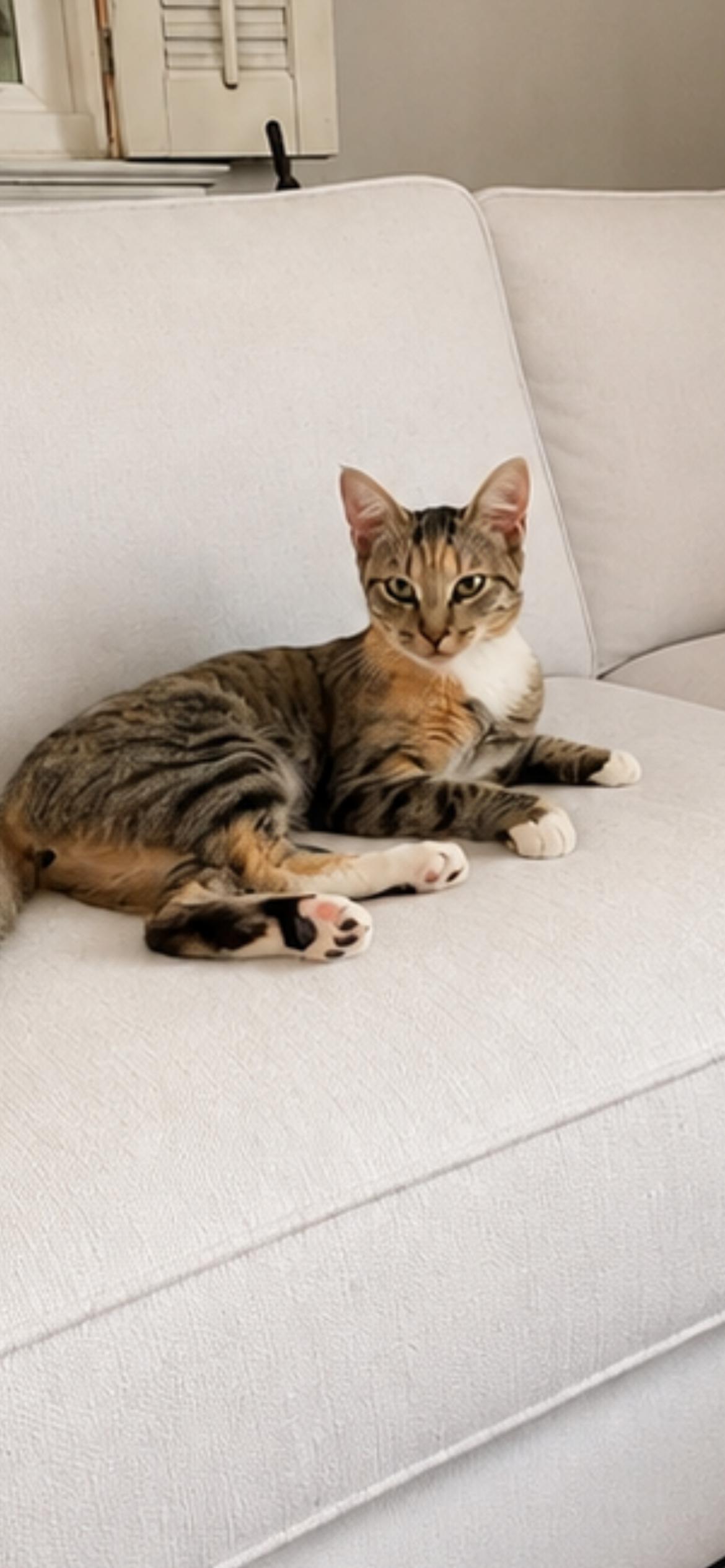 Enlarge Prissy, an adopted Domestic Short Hair in Fountain Inn, SC image 4/5