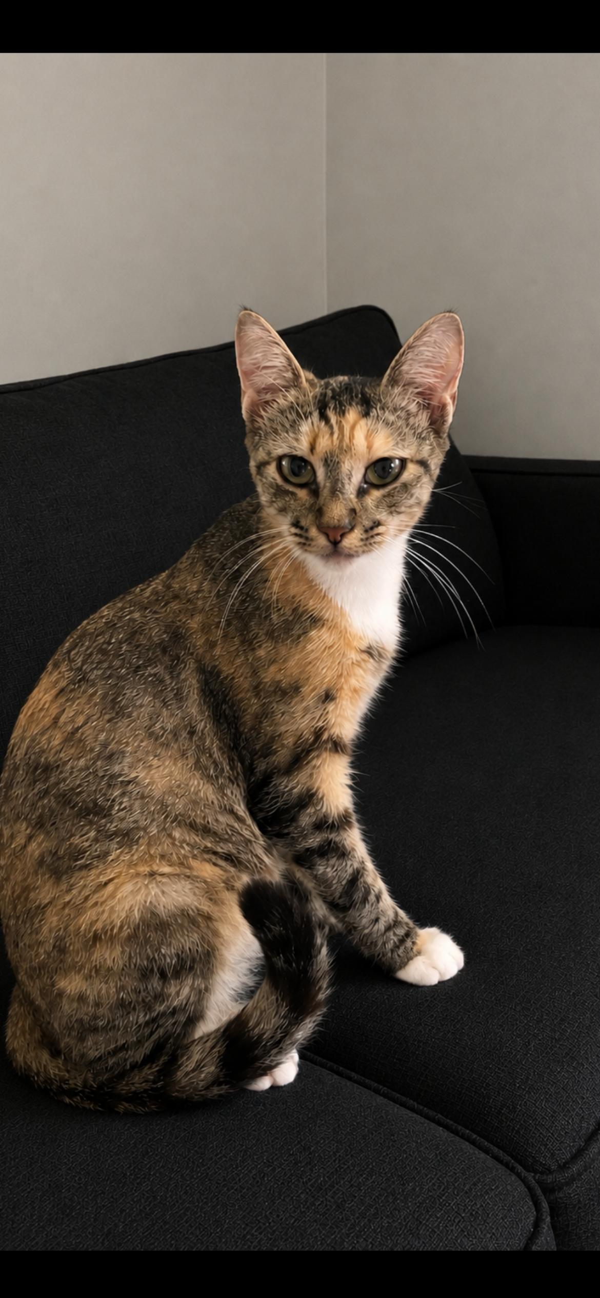 Enlarge Prissy, an adopted Domestic Short Hair in Fountain Inn, SC image 3/5