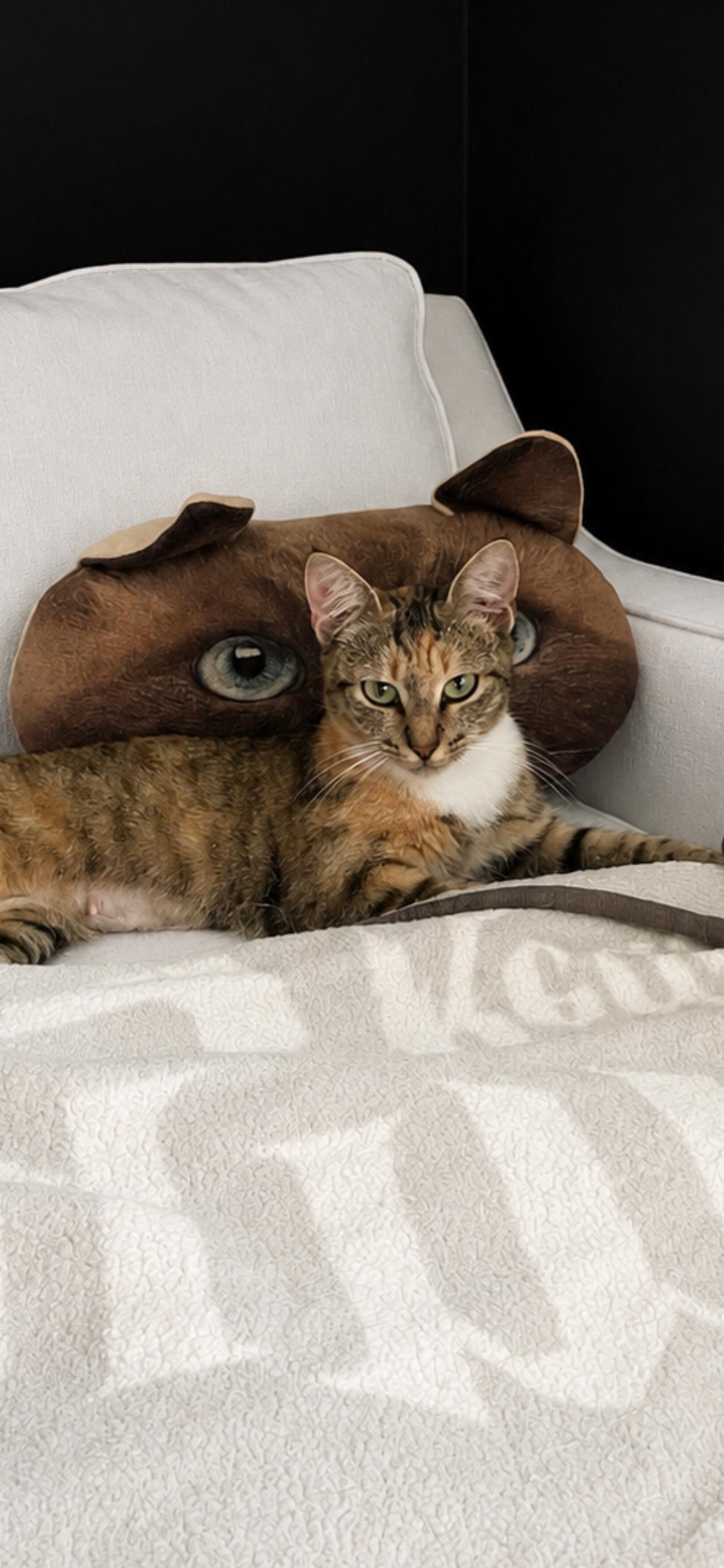 Enlarge Prissy, an adopted Domestic Short Hair in Fountain Inn, SC image 2/5