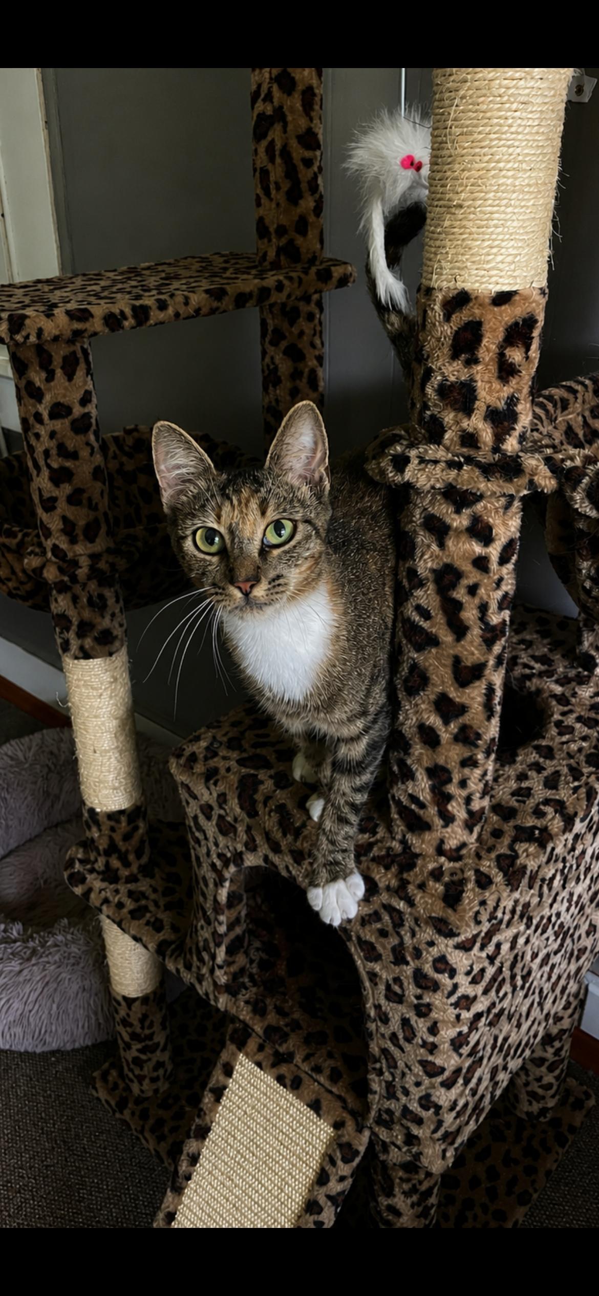 Enlarge Prissy, an adopted Domestic Short Hair in Fountain Inn, SC image 5/5