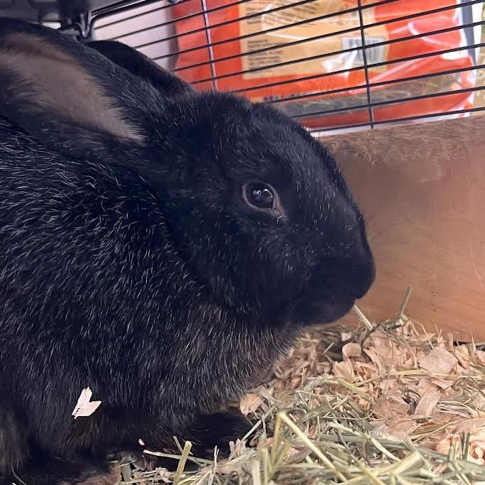 Enlarge Salt-n-pepa, a Adoptable Havana in Camden, DE image 1/1