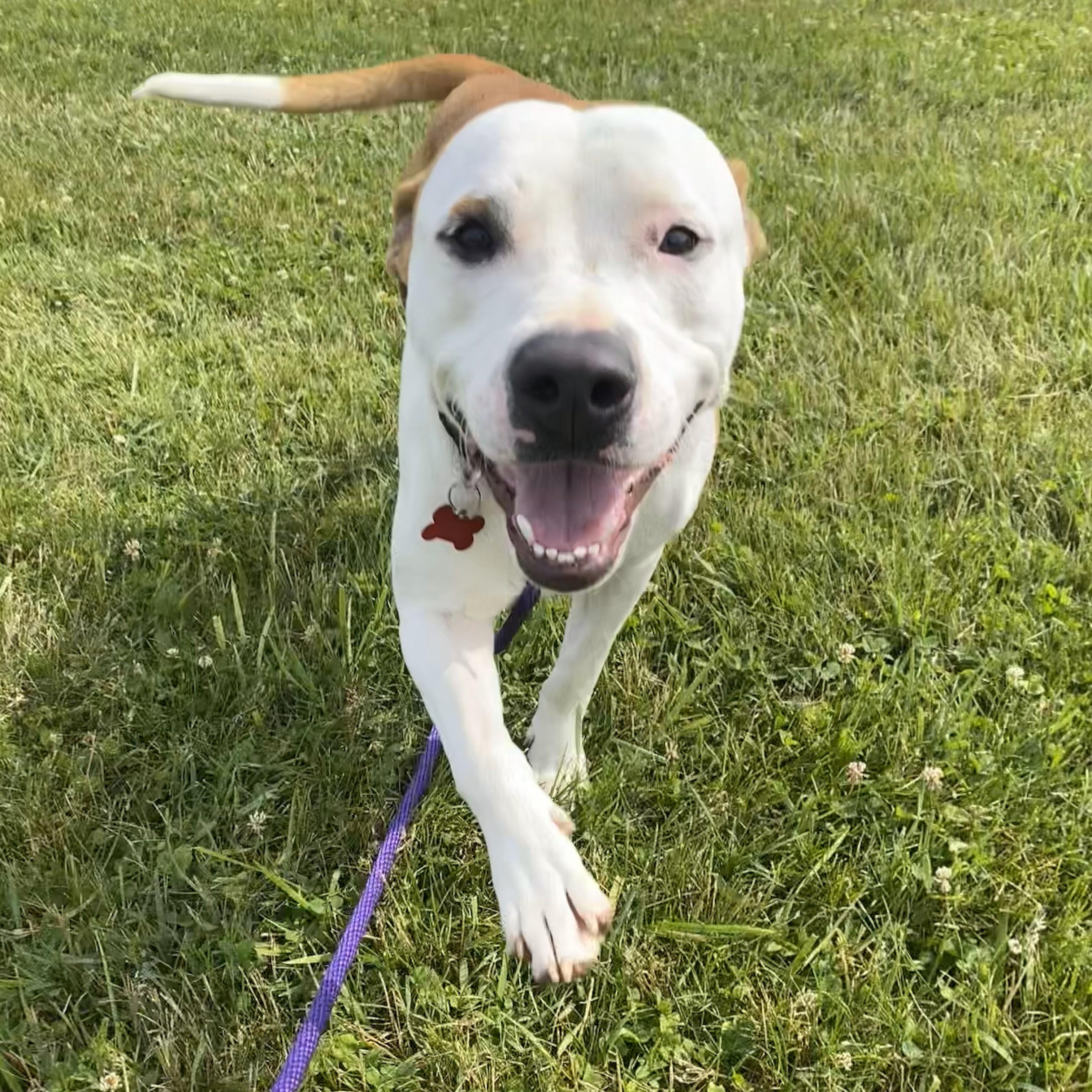Pongo*, an adopted mixed breed in Allegan, MI image 2/6