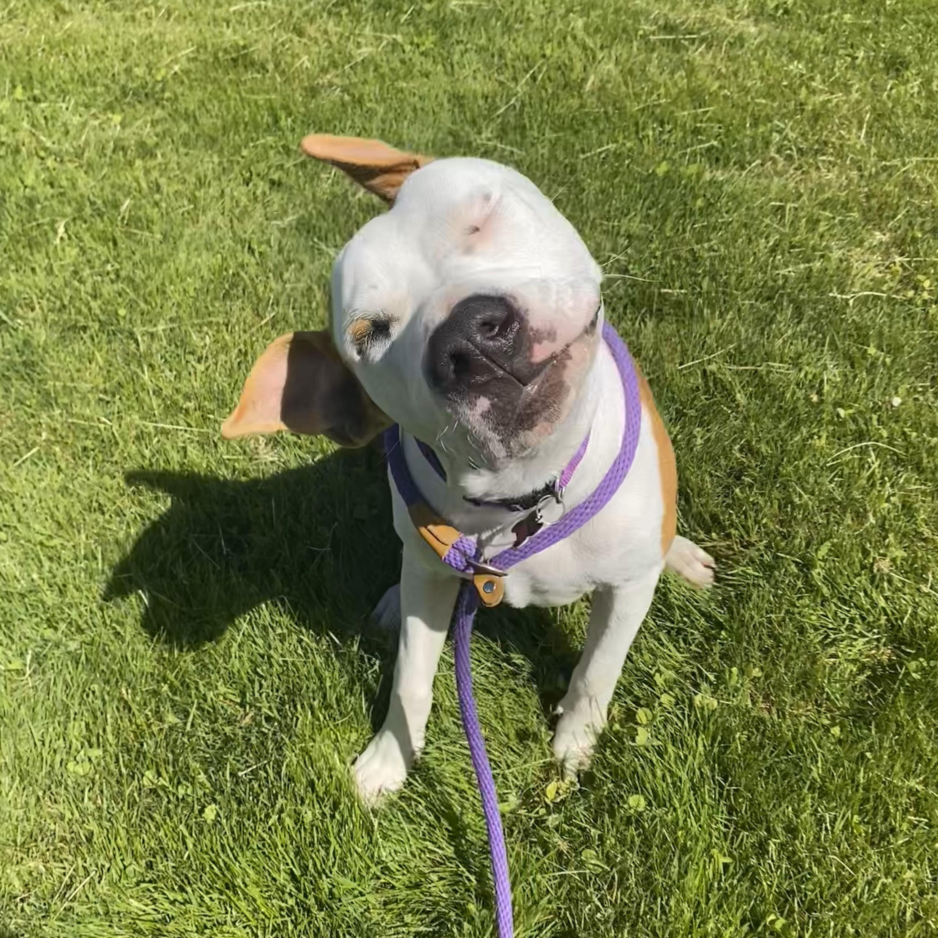 Pongo*, an adopted mixed breed in Allegan, MI image 5/6