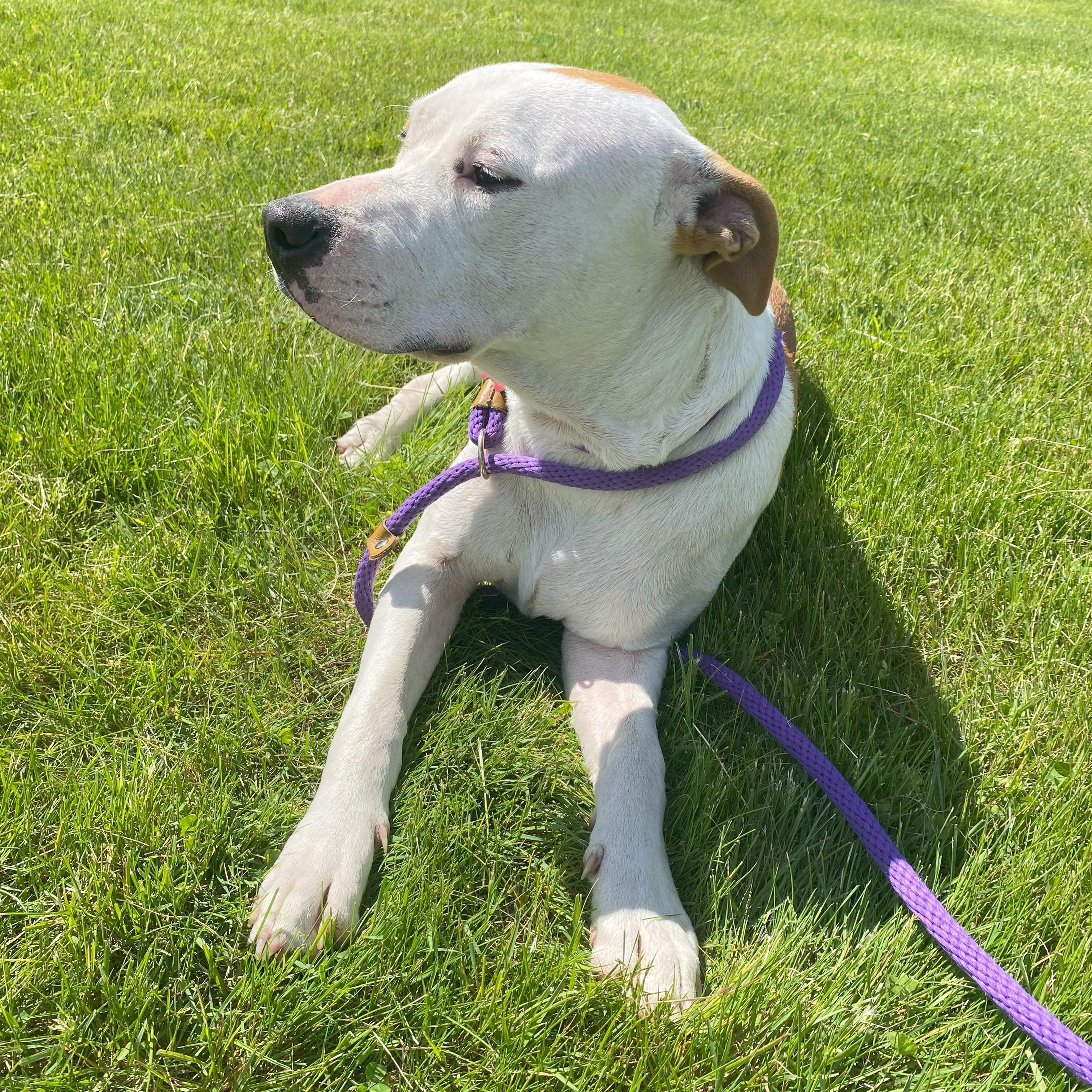 Pongo photo 4